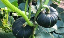 网红好看的视频吃瓜,一场视觉与味蕾的双重盛宴